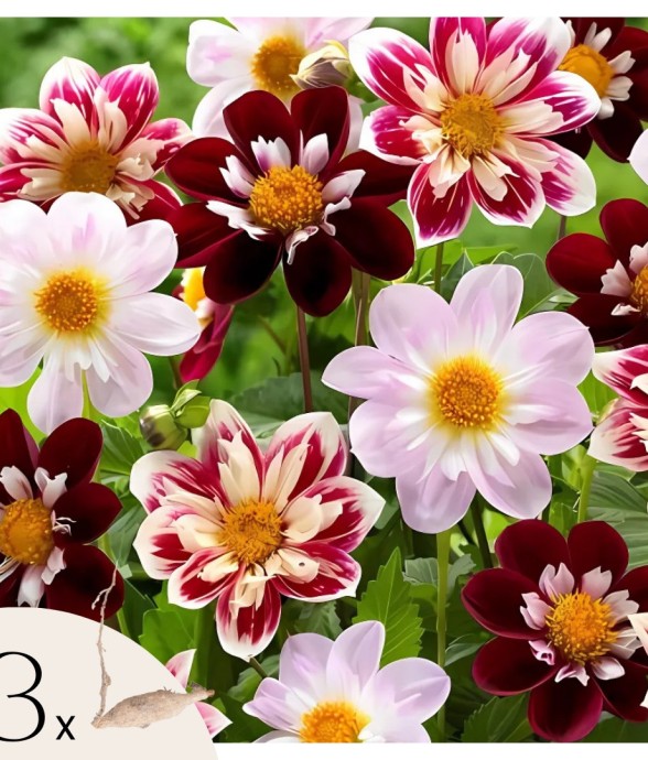 Dahlias - Set de 3 - Dahlia...