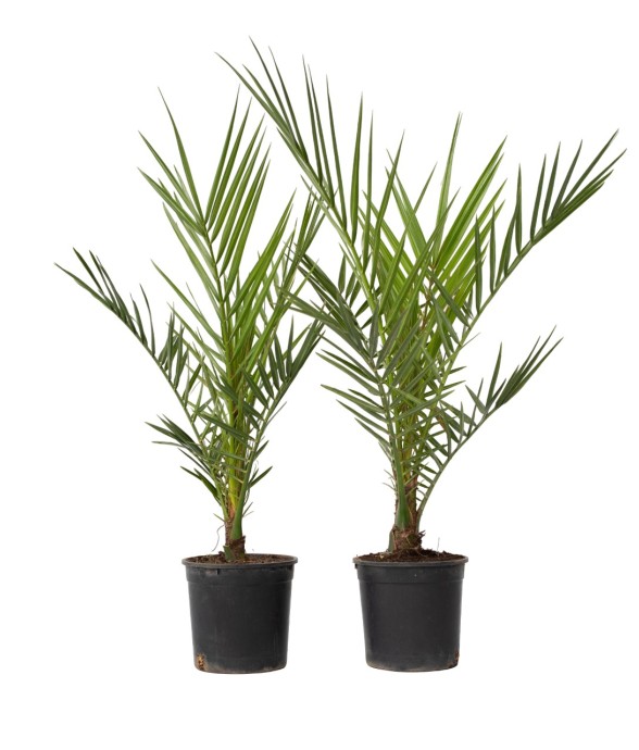 Palmier Dattier des...