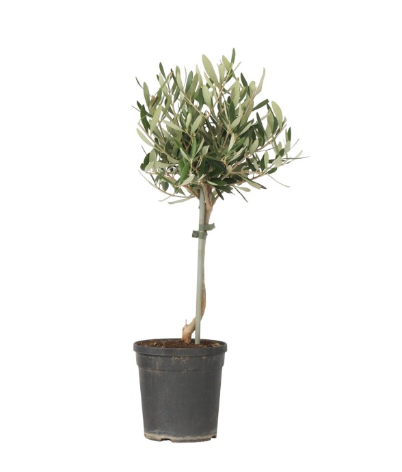 Olivier - Olea europaea -...