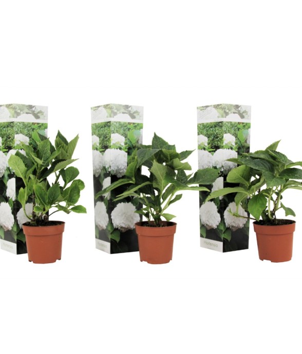 Hortensia - Set de 3 -...