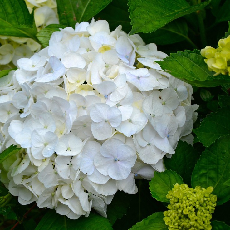 Hortensia - Set de 3 - Hydrangea macrophylla 'Wudu' - Hauteur 25-40cm - ⌀9cm