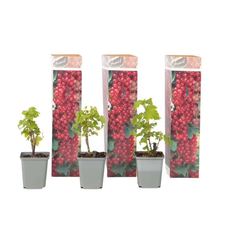 Groseillier à grappes - Lot de 3 - Ribes rubrum - Hauteur 25-40cm - ⌀9cm