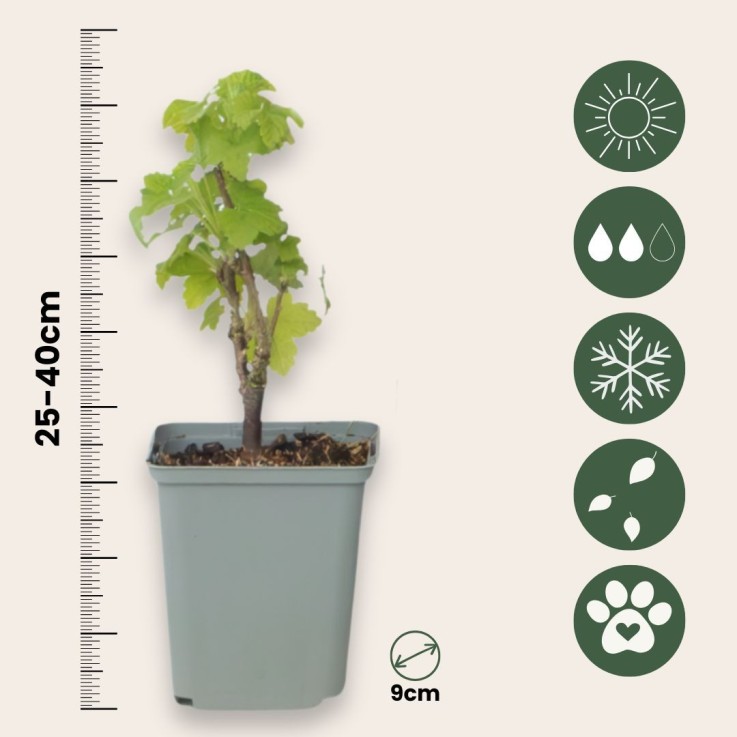 Groseillier à grappes - Lot de 3 - Ribes rubrum - Hauteur 25-40cm - ⌀9cm