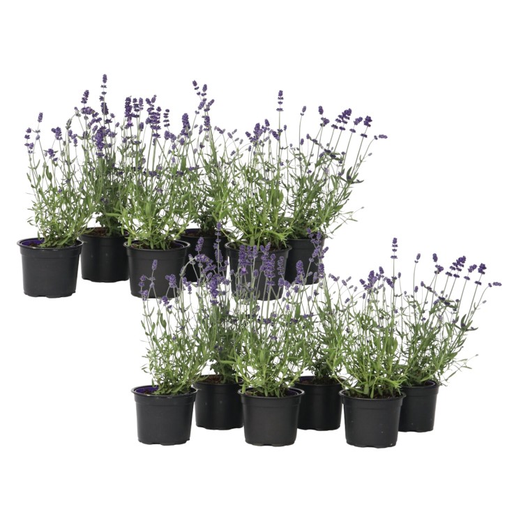 Lavande vraie - Set de 12 - Lavandula angustifolia - Hauteur 10-15cm - ⌀10,5cm
