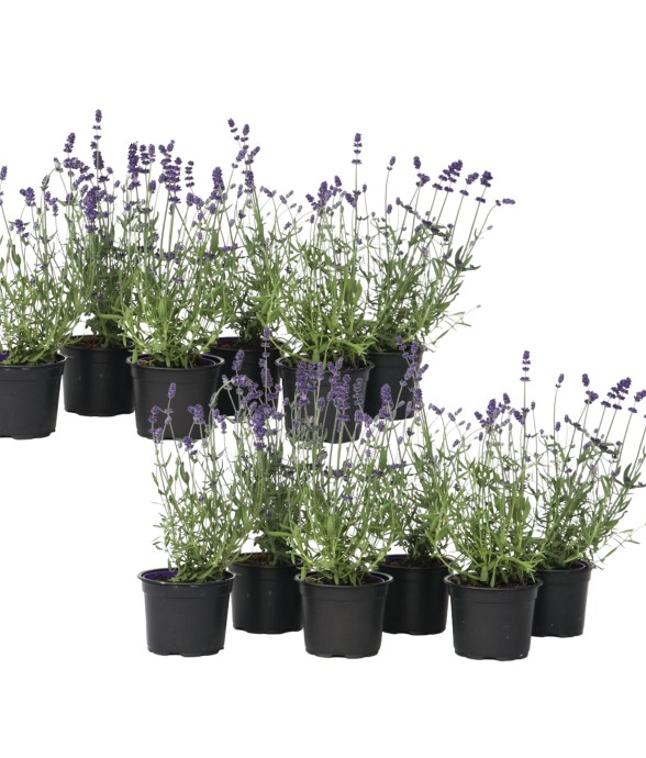 Lavande vraie - Set de 12 -...