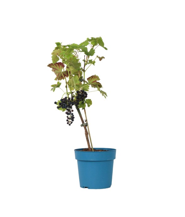 Vigne à raisin - Vitis...