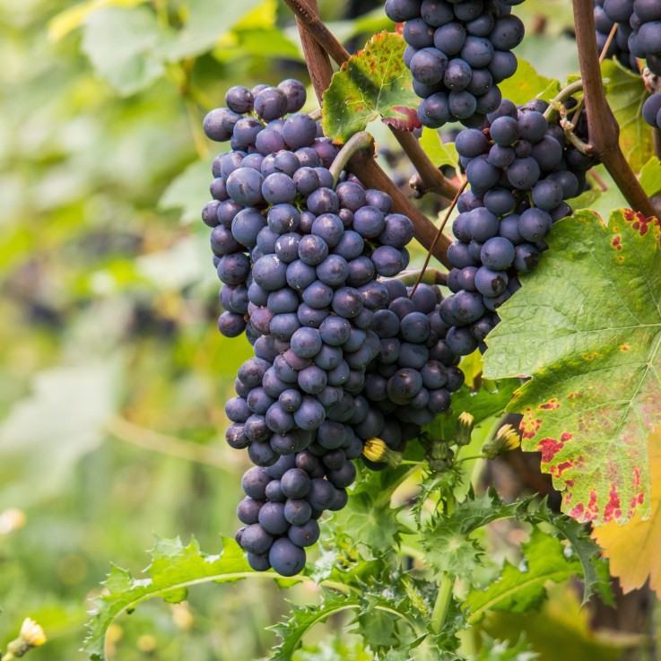 Vigne à raisin - Vitis vinifera ‘Nero’ - Hauteur 60-75cm - ⌀21cm