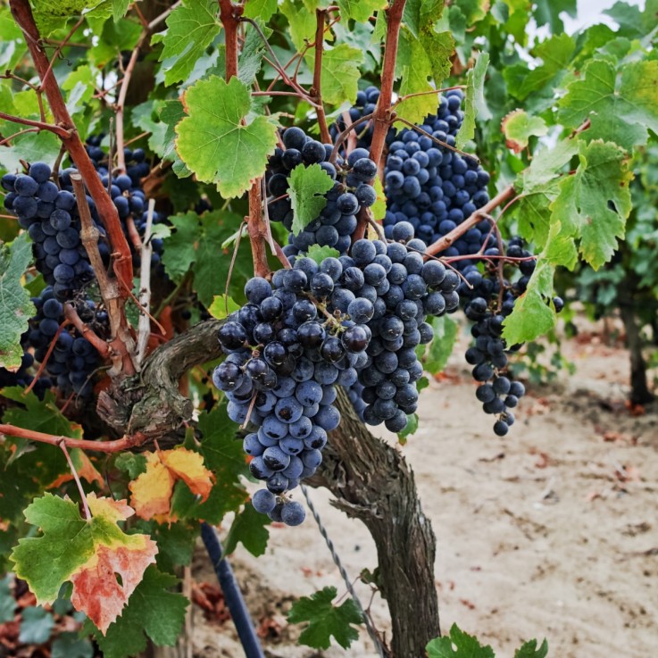 Vigne à raisin - Vitis vinifera ‘Nero’ - Hauteur 60-75cm - ⌀21cm