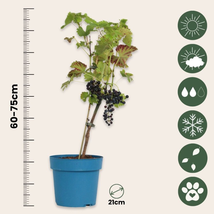 Vigne à raisin - Vitis vinifera ‘Nero’ - Hauteur 60-75cm - ⌀21cm