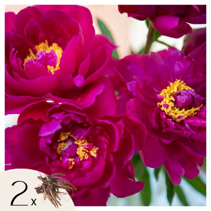 Pivoine - Set de 2 - Paeonia 'Karl Rosenfield' - Rhizomes - Rose