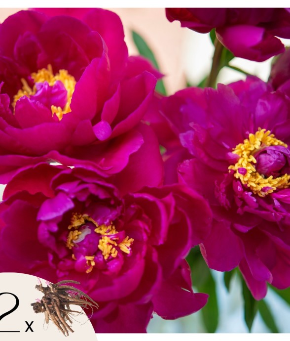 Pivoine - Set de 2 -...