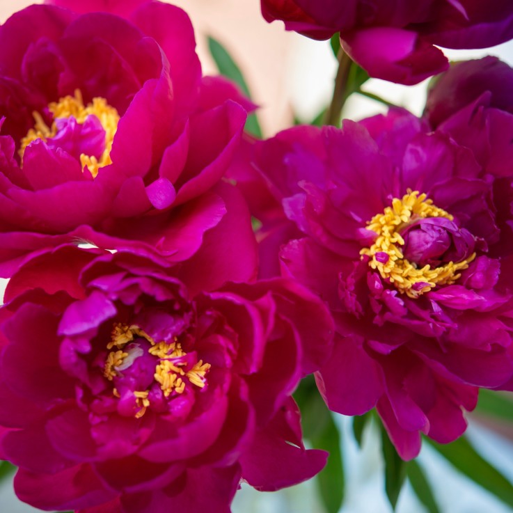 Pivoine - Set de 2 - Paeonia 'Karl Rosenfield' - Rhizomes - Rose