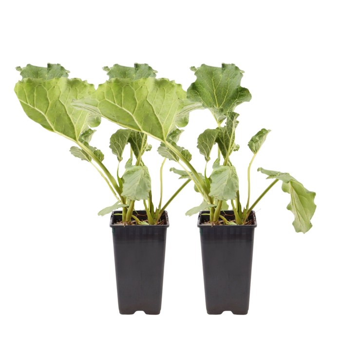 Rhubarbe - Lot 2 - Rheum rhabarbarum - Hauteur 50-60cm - ø15cm
