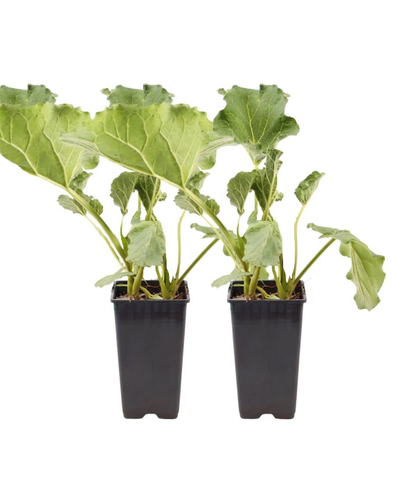 Rhubarbe - Lot 2 - Rheum...