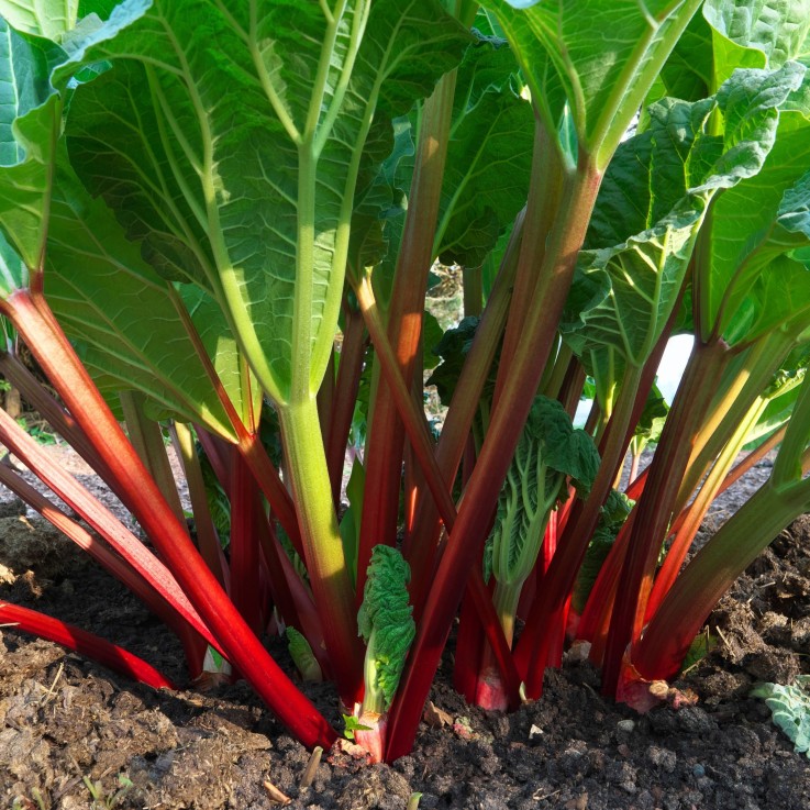 Rhubarbe - Lot 2 - Rheum rhabarbarum - Hauteur 50-60cm - ø15cm