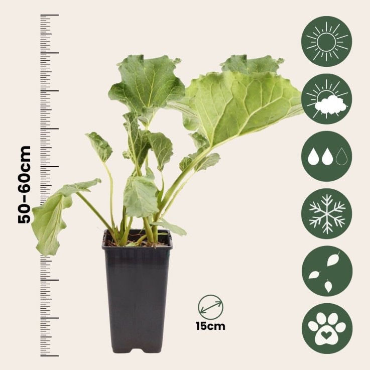 Rhubarbe - Lot 2 - Rheum rhabarbarum - Hauteur 50-60cm - ø15cm