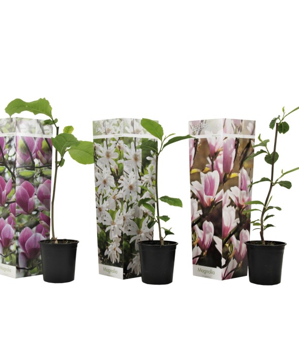 Arbre à tulipes - Set de 3...