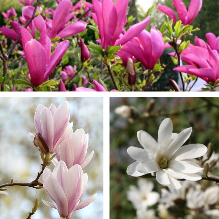 Arbre à tulipes - Set de 3 - Magnolia - Hauteur 25-40cm - ⌀9cm