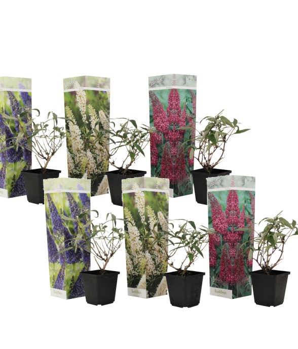 Arbre à papillons - Set de...