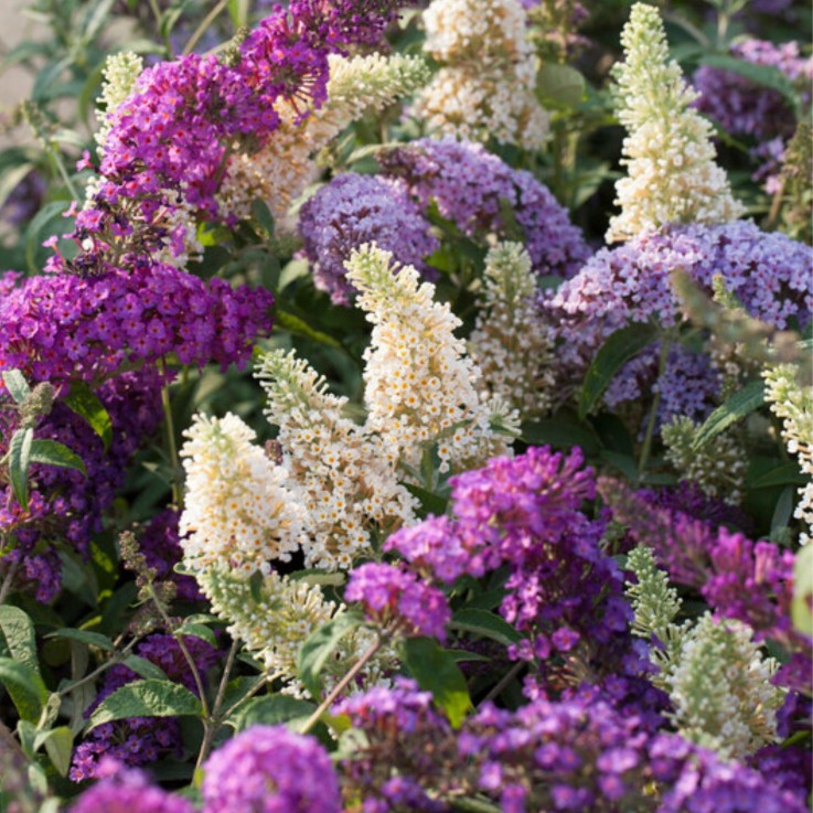 Arbre à papillons - Set de 6 - Buddleja davidii - Hauteur 25-40cm - ⌀9cm