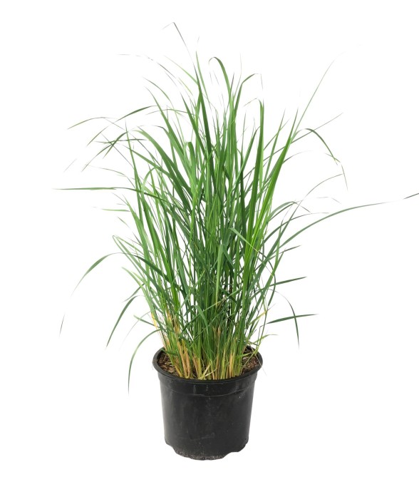 Panic érigé - Panicum...