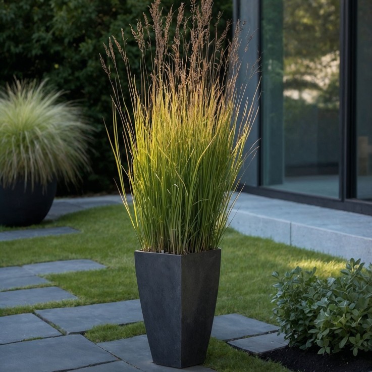 Panic érigé - Panicum virgatum 'Heavy Metal' - Hauteur 40-60cm - ⌀23cm