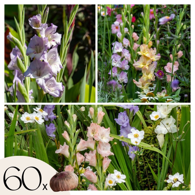Glaïeul - Set de 60 - Gladiolus Pastel Mix - Bulbes à fleurs