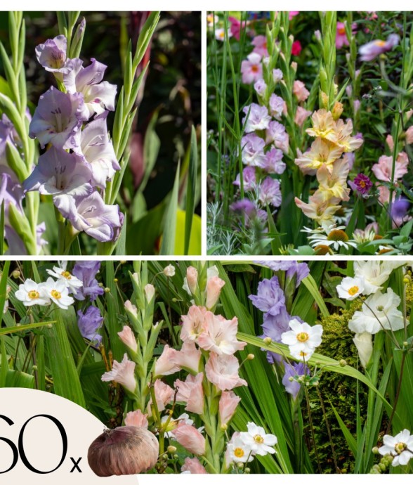 Glaïeul - Set de 60 -...