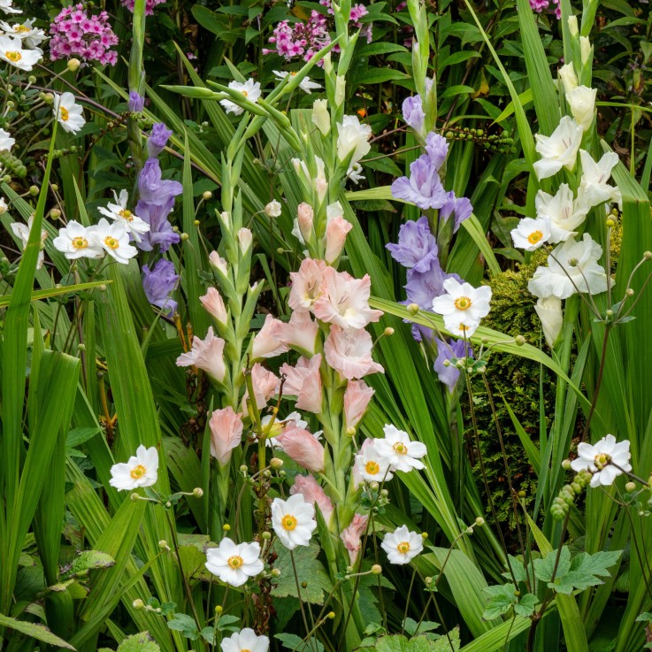 Glaïeul - Set de 60 - Gladiolus Pastel Mix - Bulbes à fleurs