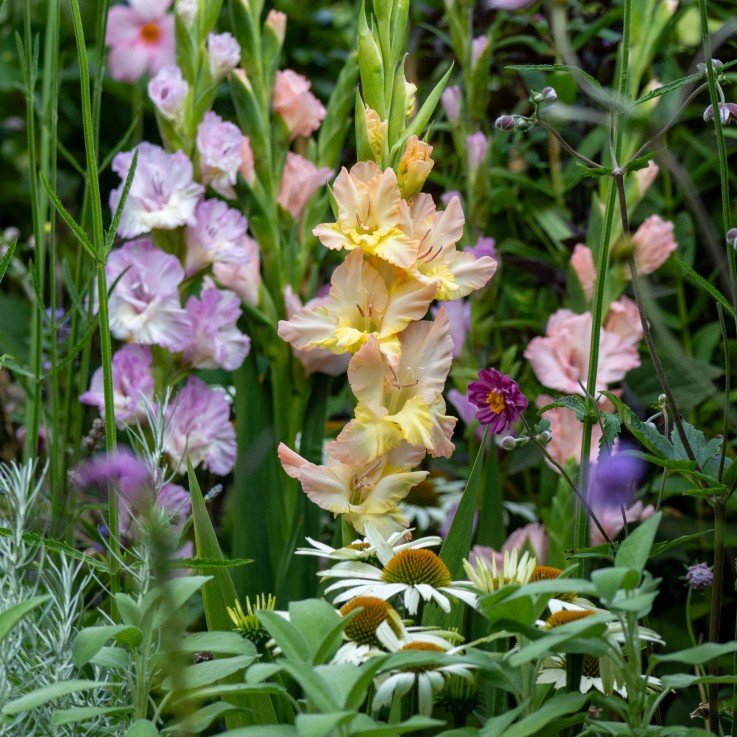 Glaïeul - Set de 60 - Gladiolus Pastel Mix - Bulbes à fleurs