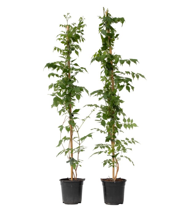 Bignone à trompettes - Set...