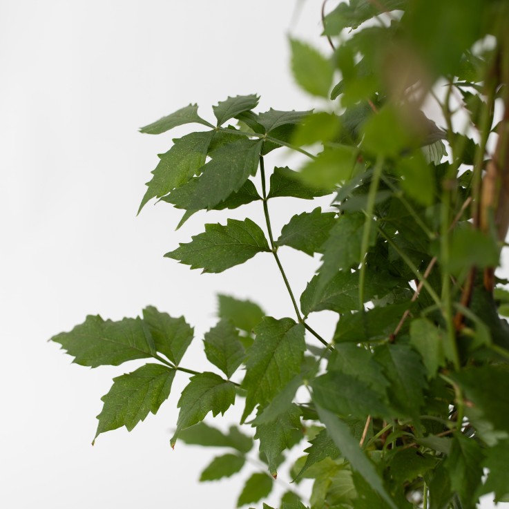 Bignone à trompettes - Set de 2 - Campsis 'Mme Galen' - H110-120cm - ⌀17cm