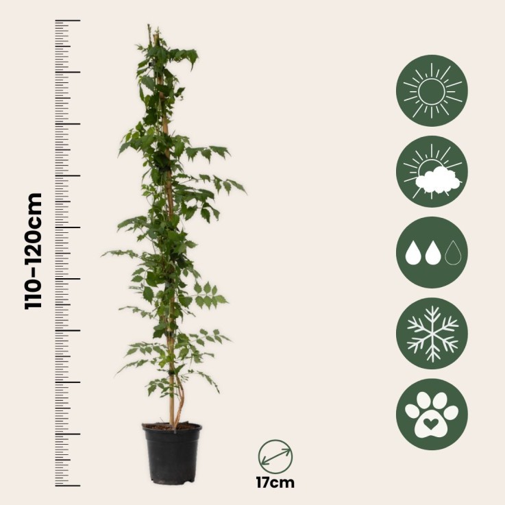 Bignone à trompettes - Set de 2 - Campsis 'Mme Galen' - H110-120cm - ⌀17cm