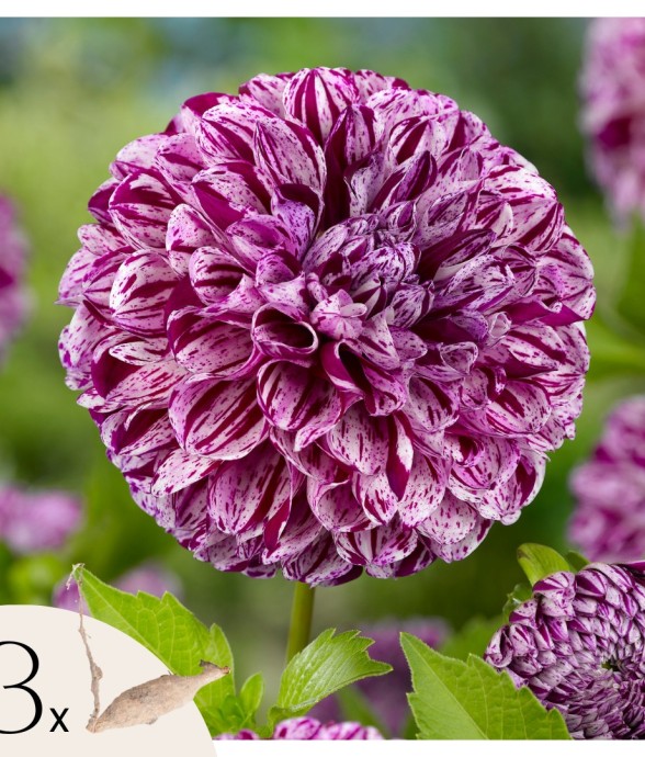 Dahlias - Set de 3 - Dahlia...