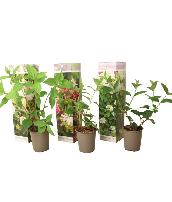 Hortensia - Set de 3 -...