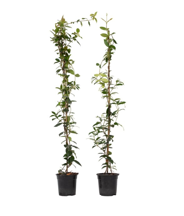 Jasmin étoilé - Set de 2 -...