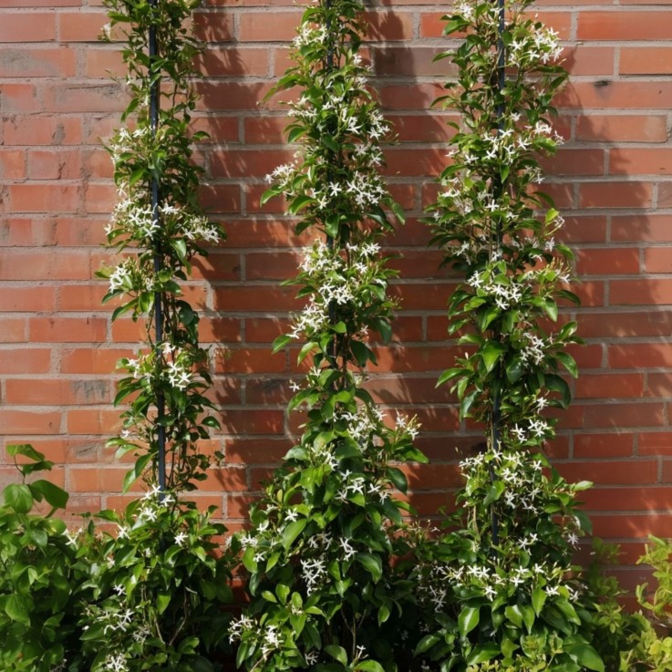 Jasmin étoilé - Set de 2 - Trachelospermum jasminoides - H110-120cm - ⌀17cm