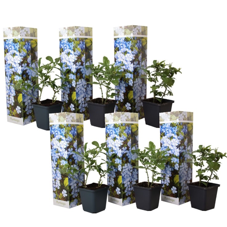 Dentelaire du Cap - Set de 6 - Plumbago auriculata - Hauteur 25-40cm - ⌀9cm