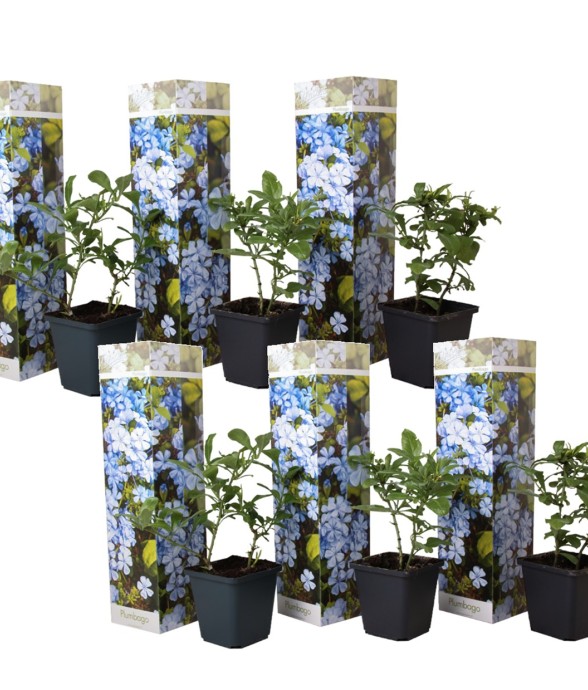 Dentelaire du Cap - Set de...