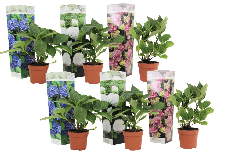 Hortensia - Set de 6 - Hydrangea macrophylla - Hauteur 25-40cm - ⌀10,5cm