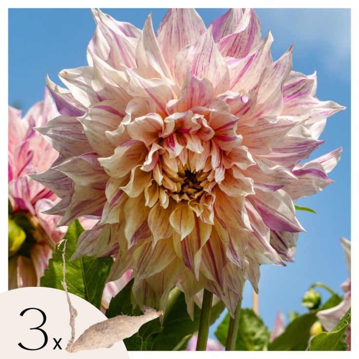 Dahlias - Set de 3 - Dahlia 'Café au lait Twist' - Bulbes à fleurs - Rose