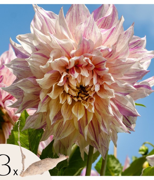 Dahlias - Set de 3 - Dahlia...