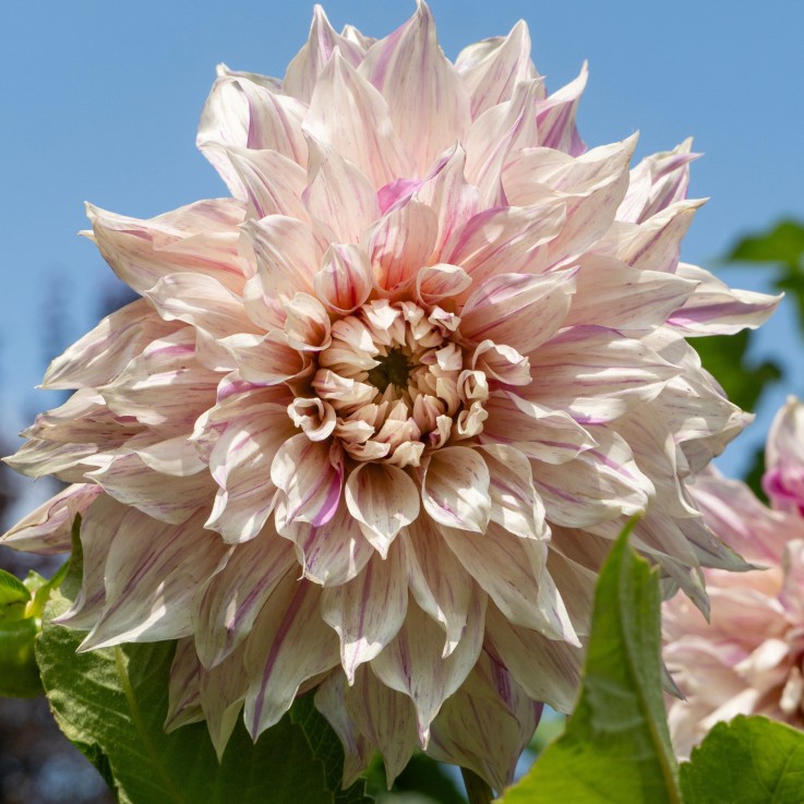 Dahlias - Set de 3 - Dahlia 'Café au lait Twist' - Bulbes à fleurs - Rose
