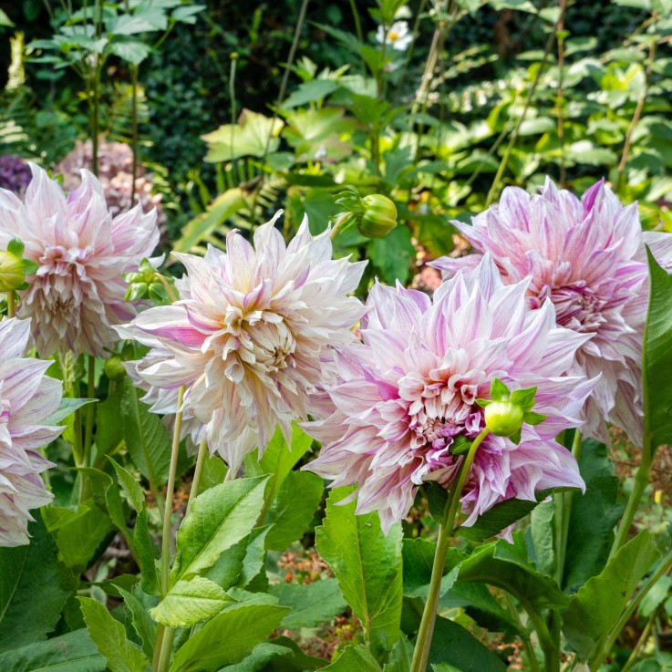 Dahlias - Set de 3 - Dahlia 'Café au lait Twist' - Bulbes à fleurs - Rose