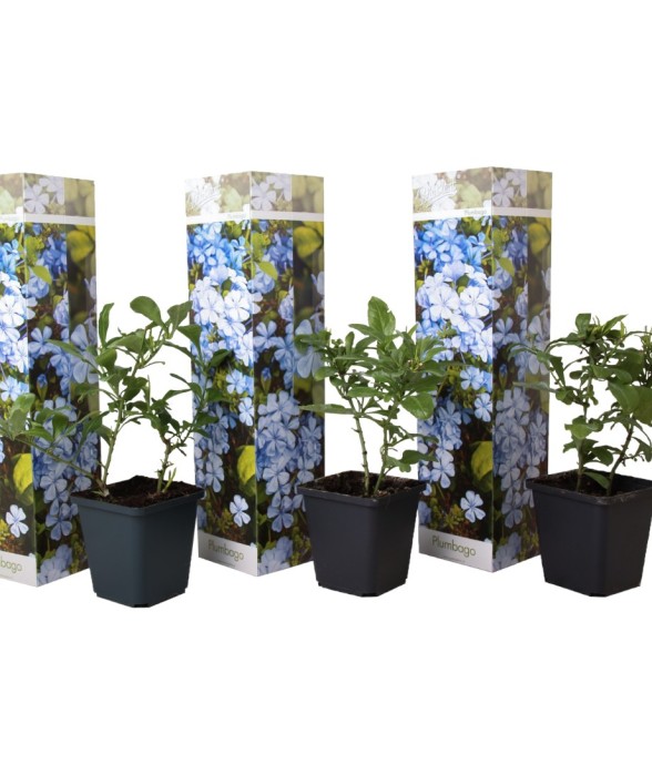 Dentelaire du Cap - Set de...