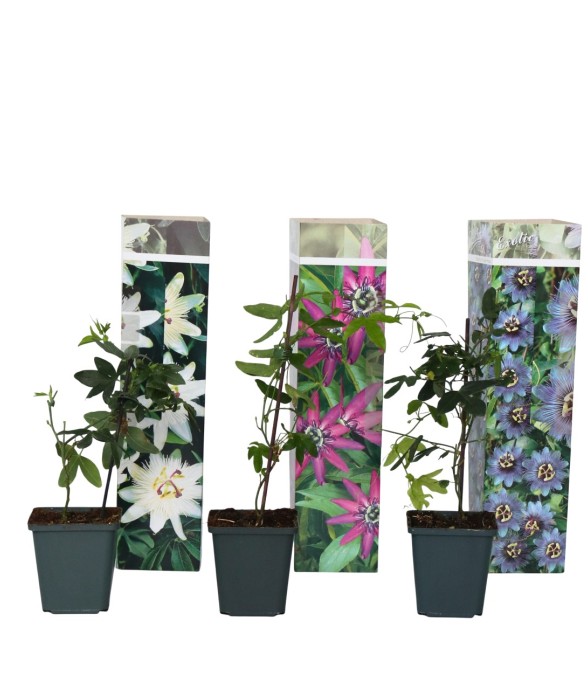 Passiflore - Set de 3 -...