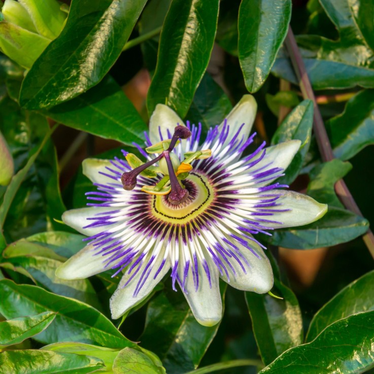 Passiflore - Set de 3 - Passiflora hybridum - Hauteur 25-40cm - ⌀9cm