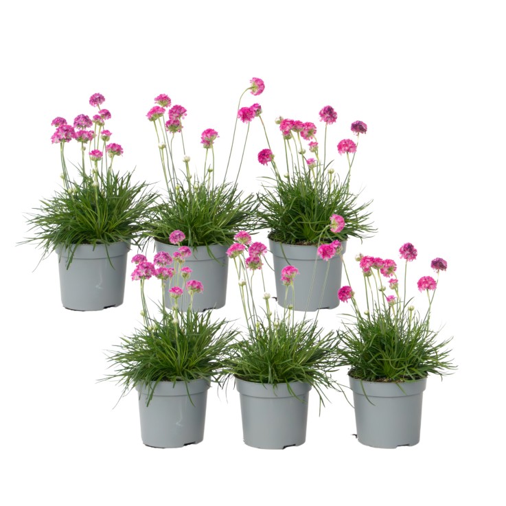 Oeillet des sables - Set de 6 - Armeria maritima 'Deep Rose' - H20-30cm - ⌀12cm