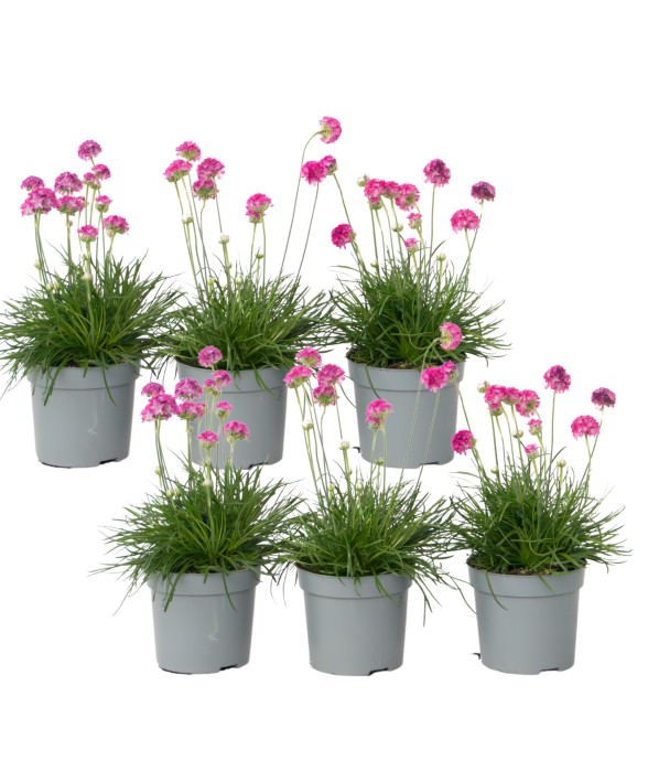 Oeillet des sables - Set de...