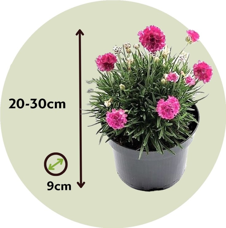 Oeillet des sables - Set de 6 - Armeria maritima 'Deep Rose' - H20-30cm - ⌀12cm